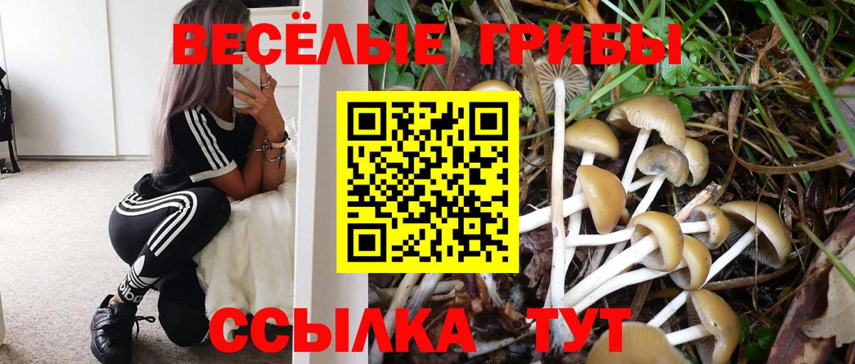 Галлюциногенные грибы Psilocybine cubensis  Вход с VPN  Железноводск 